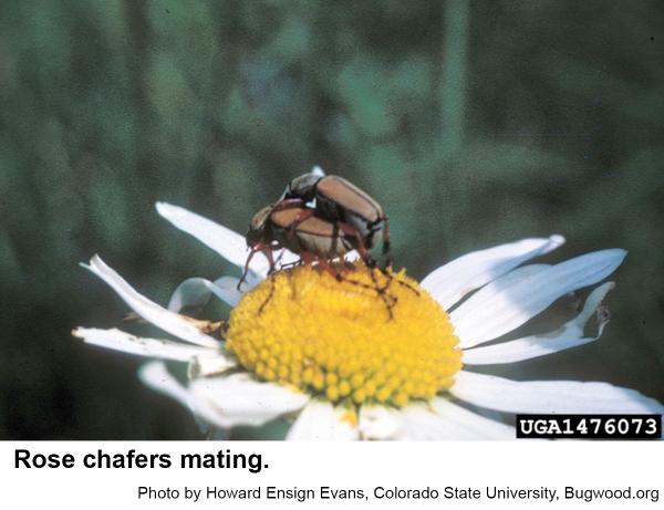 Rose chafers 